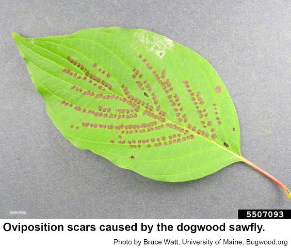 Dogwood sawflies insert their eggs